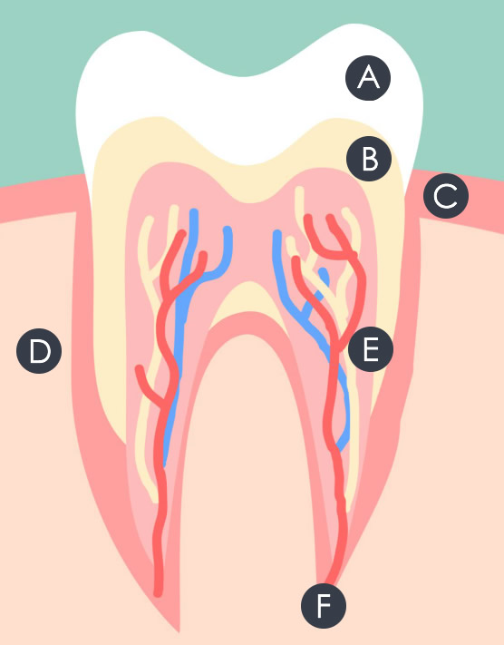 Dental Map Diagram